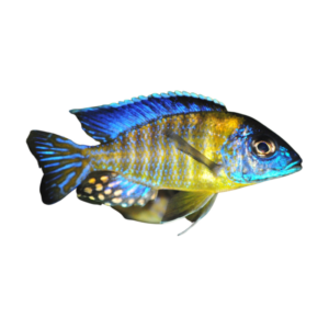 Aulonocara stuartgranti Undu Reef (Blue Neon Peacock)