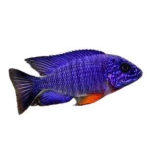Aulonocara stuartgranti Cobue