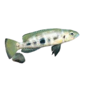 Lepidiolamprologus attenuatus