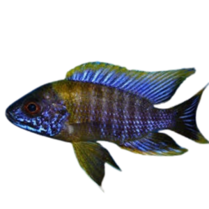 Aulonocara sp. Lwanda