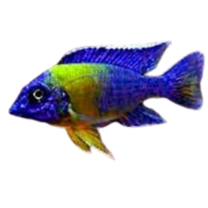 Aulonocara maulana
