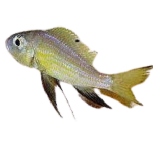 Aulonocranus dewindti