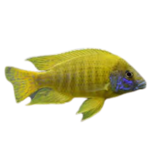 Aulonocara baenschi (Benga Peacock)