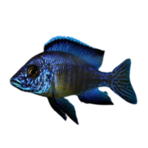 Aulonocara koningsi Mbeni Island (Blue Real)