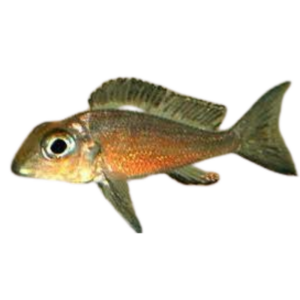 Callochromis macrops Ndole Bay