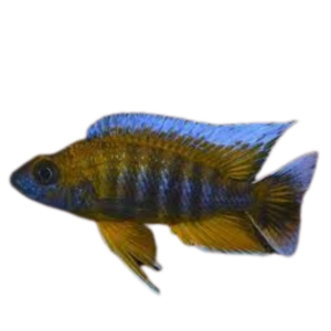 Aulonocara jacobfreibergi Cape Maclear