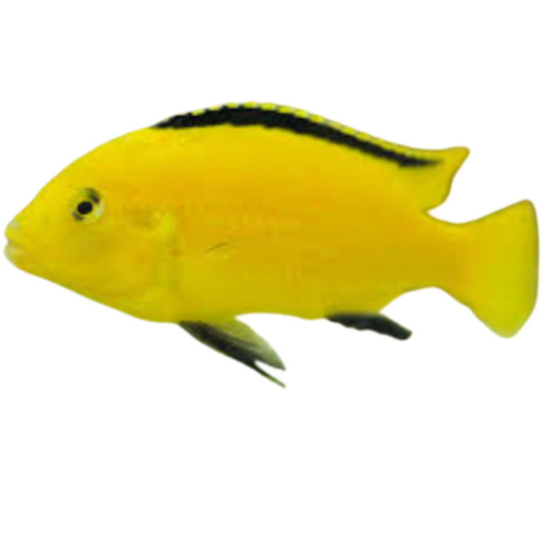 labidochromis-caeruleus-electric-yellow-fat-glenn-s-fish