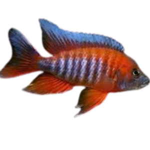 Aulonocara jacobfreibergi Eureka (Eureka Red)