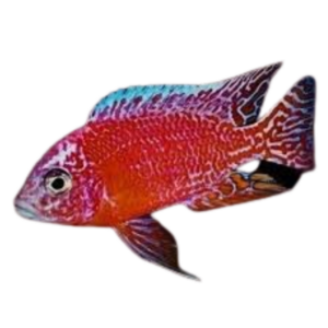 Aulonocara sp. Fire Fish
