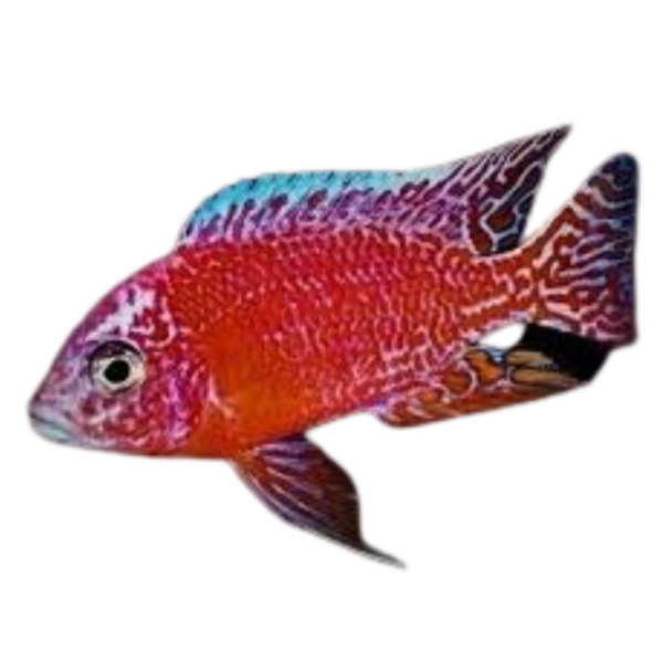Aulonocara sp. Fire Fish