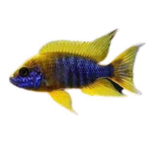 Aulonocara jacobfreibergi Undu Reef (Lemon Jake Peacock)