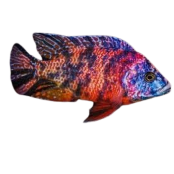 Aulonocara sp. OB (Marble Peacock