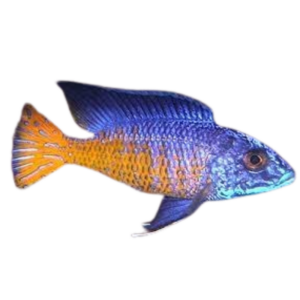 Aulonocara stuartgranti Ngara (Ngara Flametail)