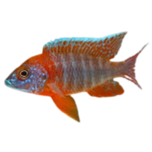 Aulonocara rubescens (Red Rubin)
