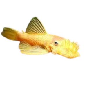 Ancistrus temmincki (Albino Bristlenose)