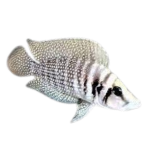 Altolamprologus calvus Chaitika (White Calvus)