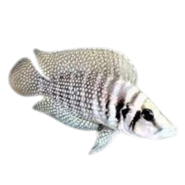 Altolamprologus calvus Chaitika (White Calvus)