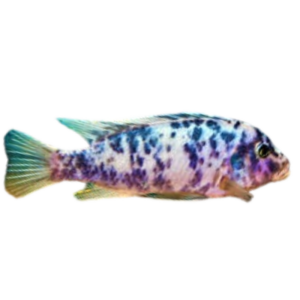 Metriaclima sp. zebra "Blue" (Blueberry Zebra)