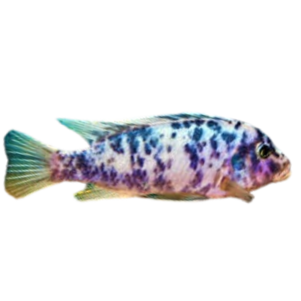 Metriaclima sp. zebra "Blue" (Blueberry Zebra)