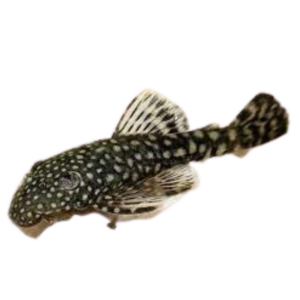 Ancistrus temmincki (Common Bristlenose)