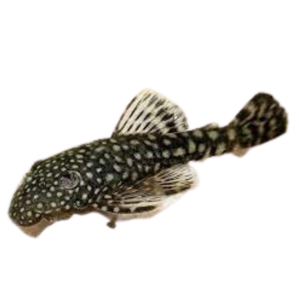 Ancistrus temmincki (Common Bristlenose)