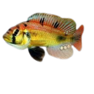 Astatotilapia aeneocolor (Yellow Belly Albert)