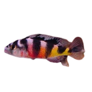 Astatotilapia latifasciata (Zebra Obliquedens)