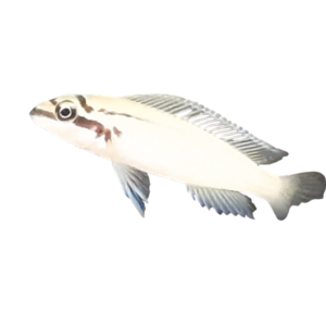 Chalinochromis brichardi