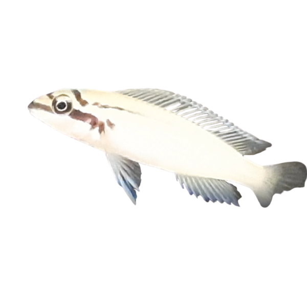 Chalinochromis brichardi
