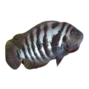 Amatitlania nigrofasciatus (Convict Cichlid)