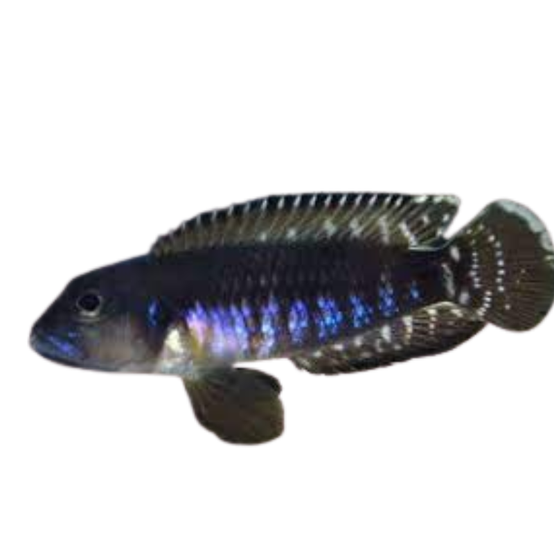 Lamprologus speciosis (Black Occelatus) – Fat Glenn's Fish