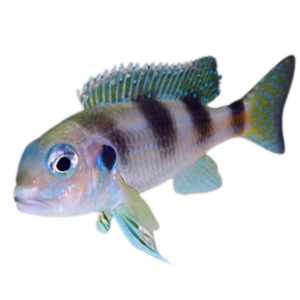 Limnochromis auritus (Spangled Cichlid)