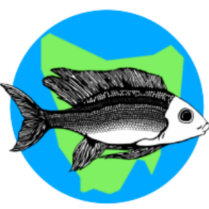 Lamprologus brevis Congo
