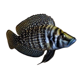 Altolamprologus calvus (Black Calvus)
