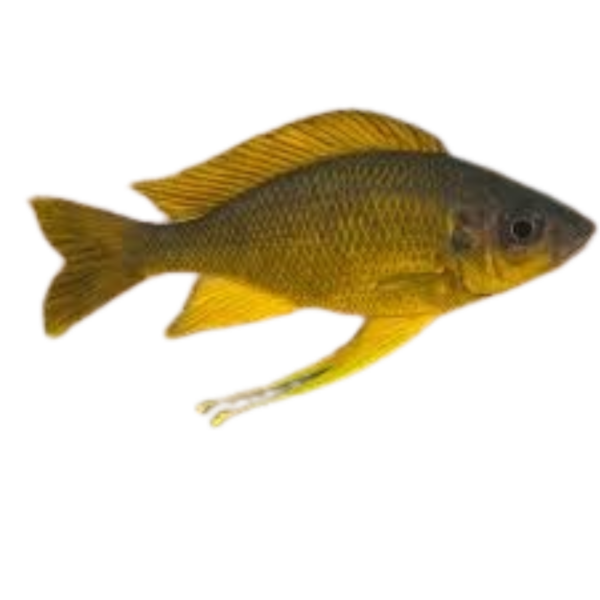 Ophthalmotilapia nasuta Kipili Gold