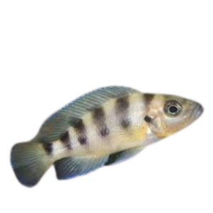 Neolamprologus sexfasciatus Gold
