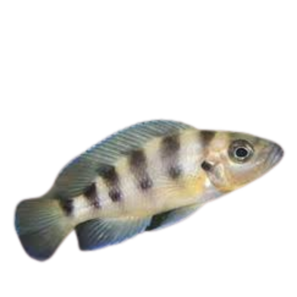 Neolamprologus sexfasciatus Gold