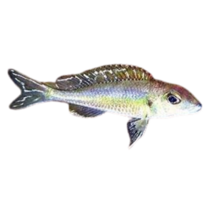Callochromis pleurospilus Kigoma (Flame Rainbow)