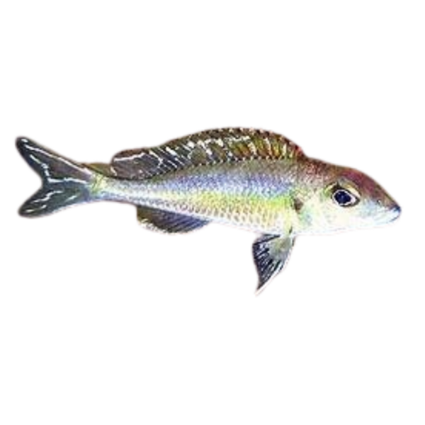 Callochromis pleurospilus Kigoma (Flame Rainbow)