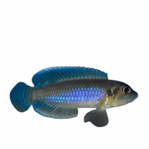 Lamprologus occelatus (Blue Occelatus)