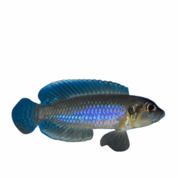 Lamprologus occelatus (Blue Occelatus)