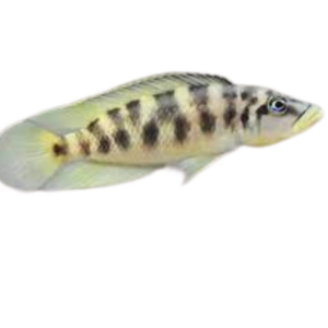Altolamprologus fasciatus