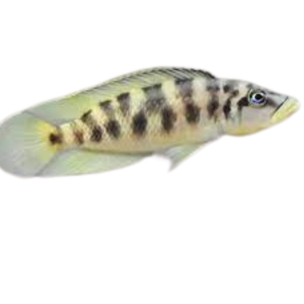 Altolamprologus fasciatus