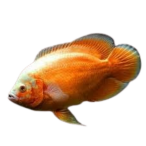 Chilli Red Oscar