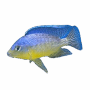 Protomelas fenestratus Stevani Eastern