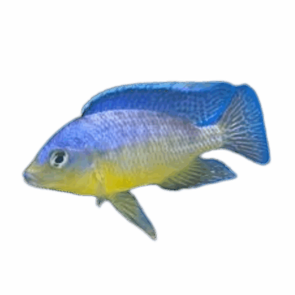 Protomelas fenestratus Stevani Eastern