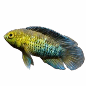 Nannacara anomala (Golden Dwarf Cichlid)