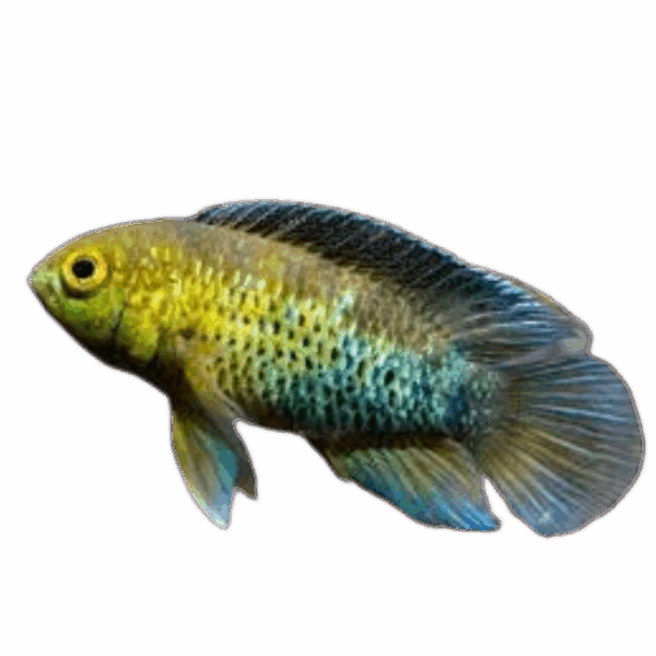 Nannacara anomala (Golden Dwarf Cichlid)