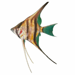 Pterophyllum altum Rio Nanay (Peruvian Altum Angel)