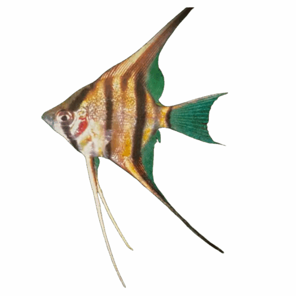 Pterophyllum altum Rio Nanay (Peruvian Altum Angel)
